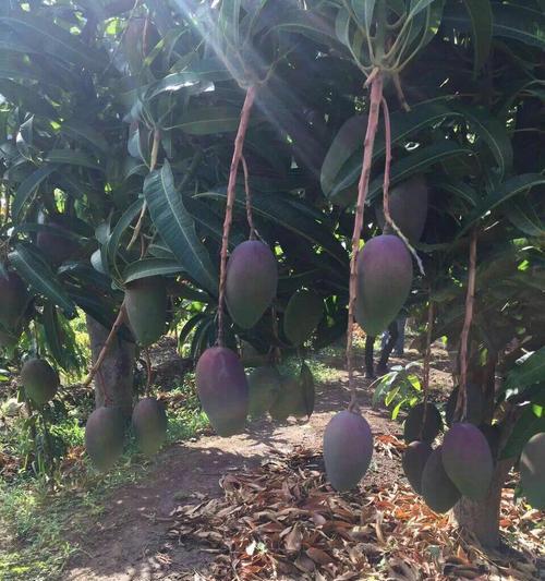 芒果树喜欢阳光吗？如何正确为芒果树提供光照？