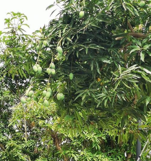 芒果树修剪的最佳时间是什么时候？如何正确进行修剪？