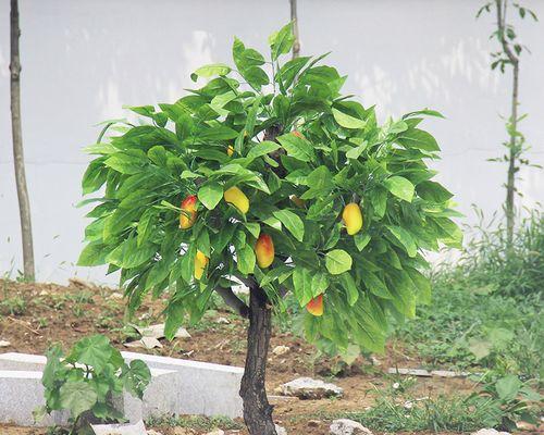 芒果树修剪的最佳时间是什么时候？如何正确进行修剪？