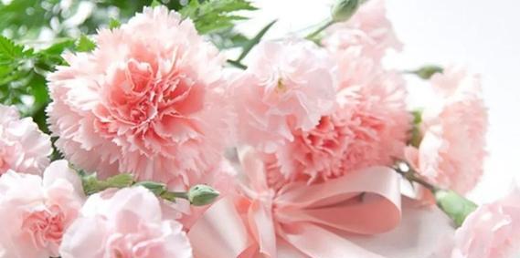 康乃馨花语代表什么？送闺蜜康乃馨有何含义？