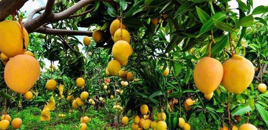 芒果树用什么肥料最好？如何根据生长阶段选择肥料？