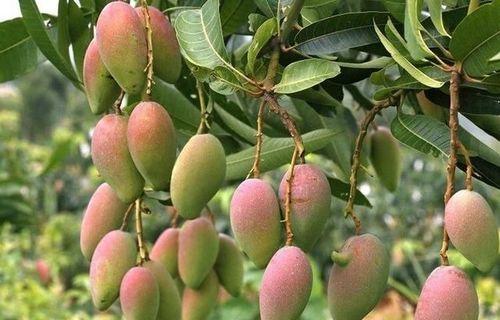 芒果水培好还是土培好？哪种方法更适合家庭种植？