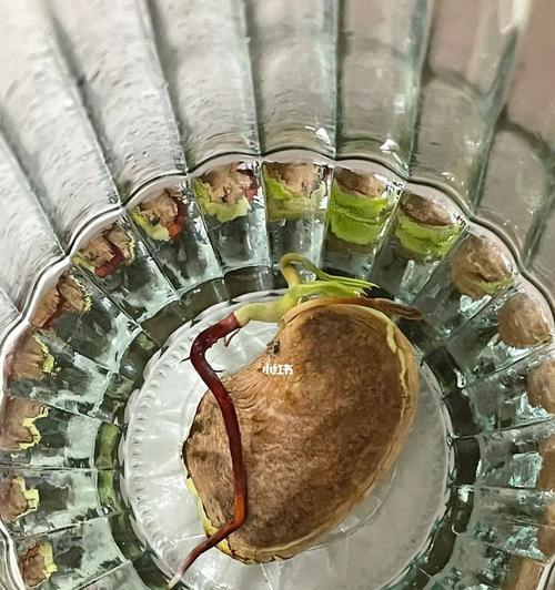 芒果水培好还是土培好？哪种方法更适合家庭种植？