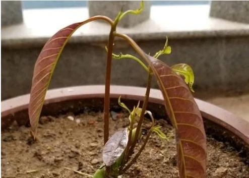 芒果水培好还是土培好？哪种方法更适合家庭种植？