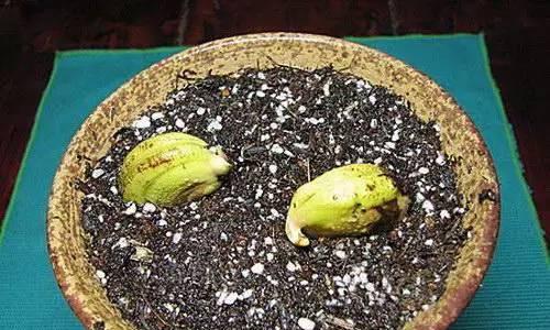 芒果种子发芽快的方法是什么？如何正确种植芒果种子？