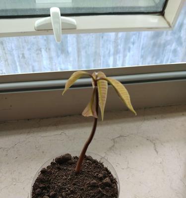 芒果种子发芽快的方法是什么？如何正确种植芒果种子？