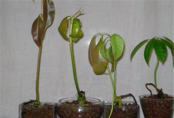 芒果种子发芽快的方法是什么？如何正确种植芒果种子？