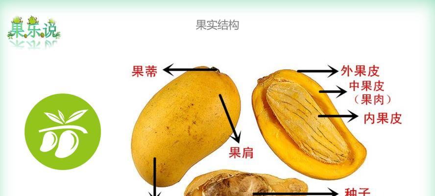 芒果种子保存方法有哪些？如何提高发芽率？