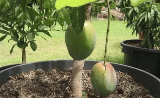 芒果高产种植技术有哪些？如何管理才能提高产量？