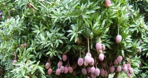 芒果高产种植技术有哪些？如何管理才能提高产量？