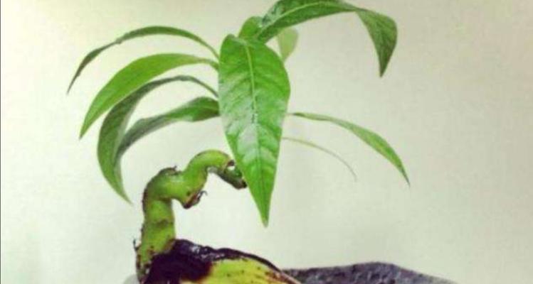 芒果种子怎么种植？种植过程中需要注意哪些问题？