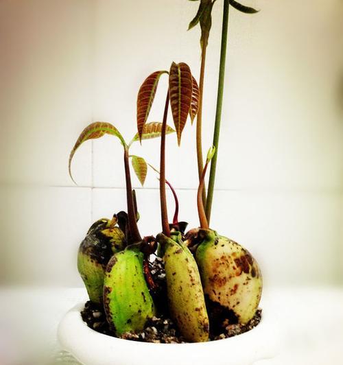 芒果种子怎么种植方法？步骤和注意事项是什么？