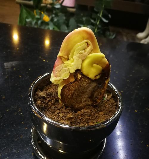 芒果种子怎么种植方法？步骤和注意事项是什么？