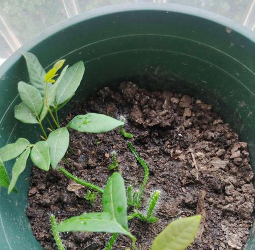 芒果种子怎么种植方法？步骤和注意事项是什么？