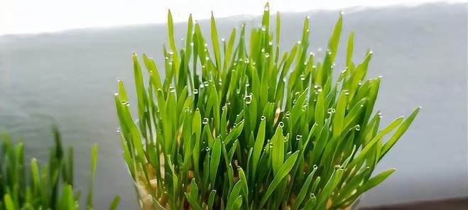 猫草水培可行吗？土培与水培哪种更适合？