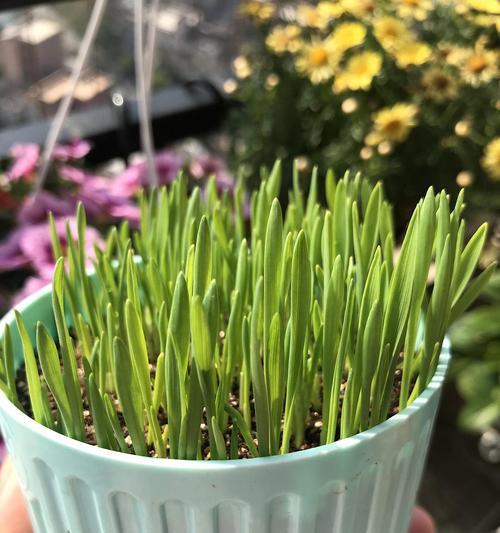 猫草需要每天浇水吗？如何正确养护猫草？