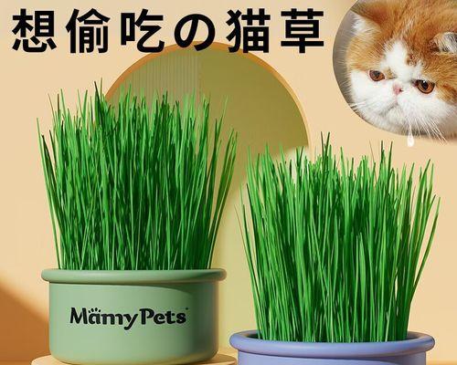 猫草有哪些品种？哪种猫草品种最适合猫咪食用？