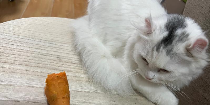 猫可以吃地瓜吗？地瓜对猫咪健康的影响是什么？