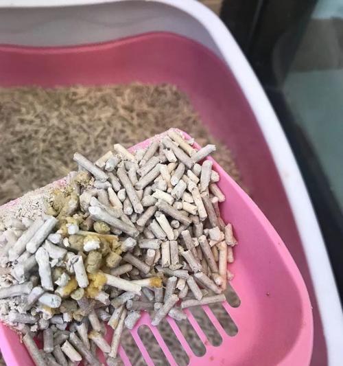 猫可以吃核桃吗？核桃对猫咪的健康影响是什么？