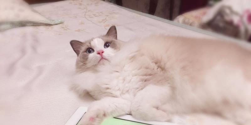 猫可以吃蓝莓吗？对猫咪健康有什么影响？