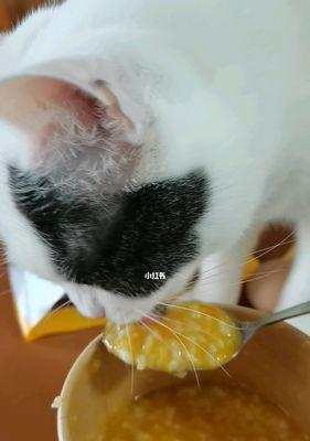 猫可以吃南瓜吗？南瓜对猫咪有哪些好处和风险？