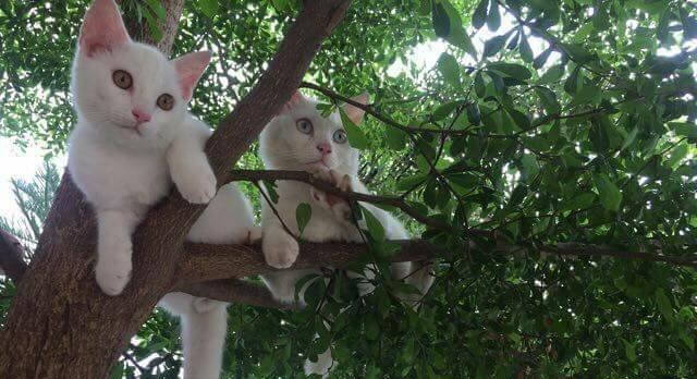 猫可以吃苹果吗？苹果对猫咪健康的影响是什么？