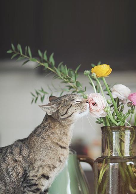 猫可以吃苹果吗？苹果对猫咪健康的影响是什么？