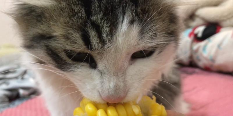 猫可以吃玉米吗？对猫咪健康有什么影响？