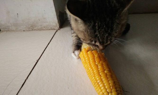 猫可以吃玉米吗？对猫咪健康有什么影响？