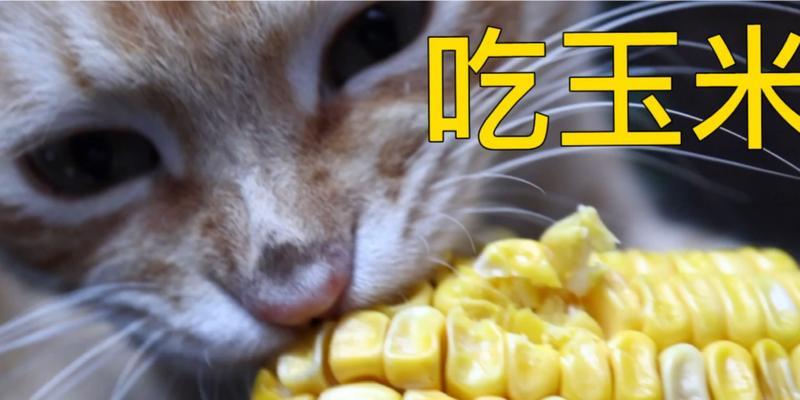 猫可以吃玉米吗？对猫咪健康有什么影响？