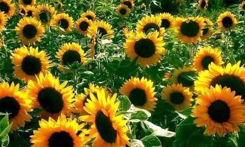 太阳花的花语代表什么？如何正确解读太阳花的含义？