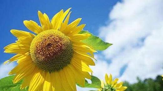 太阳花的花语代表什么？如何正确解读太阳花的含义？