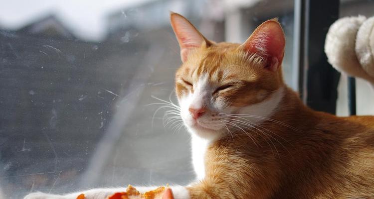 猫可以吃橘子吗？橘子对猫咪健康的影响是什么？
