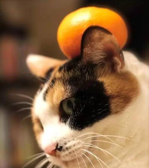 猫可以吃橘子吗？橘子对猫咪健康的影响是什么？
