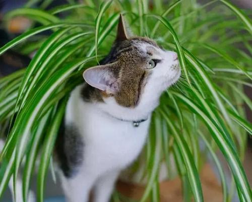 猫猫豆几月份种植最合适？如何确保高产？