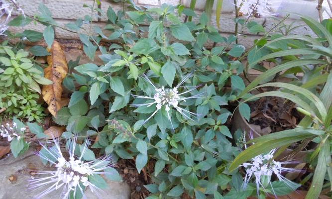 猫砂能用来种花吗？使用猫砂种植花卉的利弊是什么？