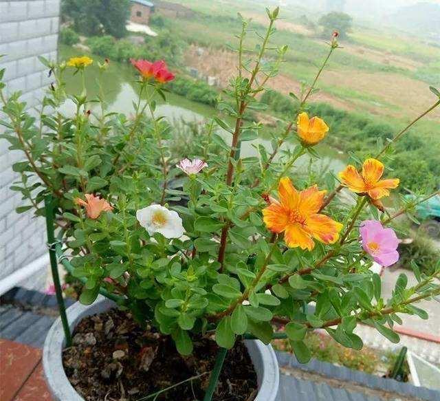 太阳花的寓意是什么？如何正确理解太阳花的象征意义？