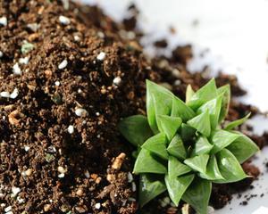猫砂能用来种花吗？使用猫砂作为花土的利弊是什么？
