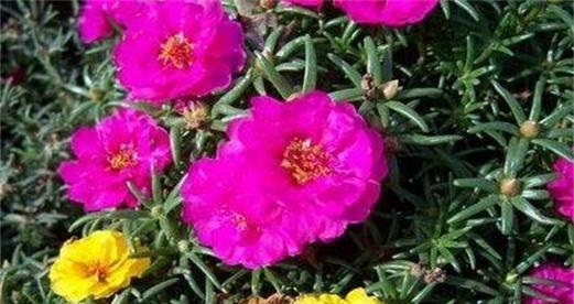太阳花的花语是什么？它象征着什么含义？