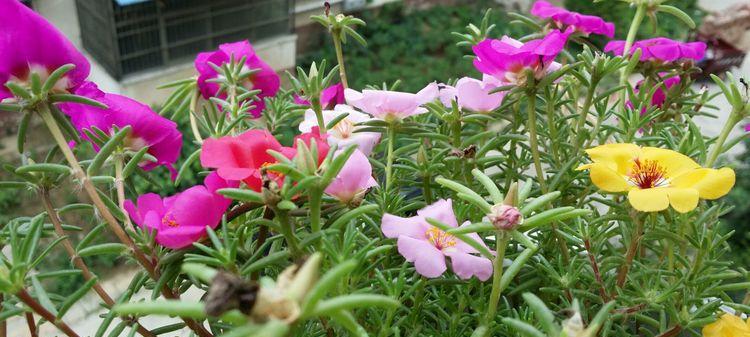 太阳花的花语是什么？如何表达爱与希望？