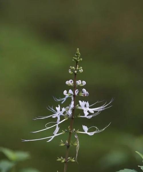 猫须草还有哪些别称？常见问题解答