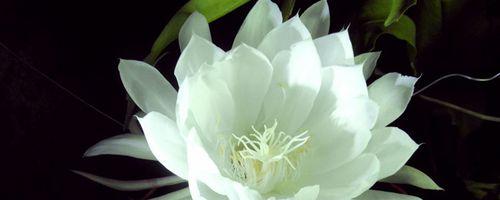 昙花的花语是什么？昙花代表的含义有哪些？