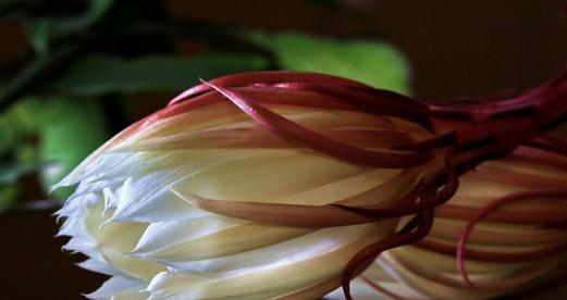 昙花的花语是什么？昙花代表的含义有哪些？