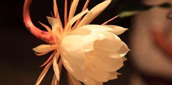 昙花花语是什么？昙花的寓意和象征意义有哪些？