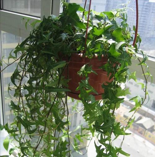 猫眼花有毒吗？室内养护需要注意什么？