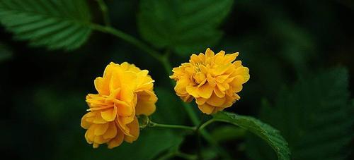 棠棣花象征着什么？如何理解棠棣花的深层含义？