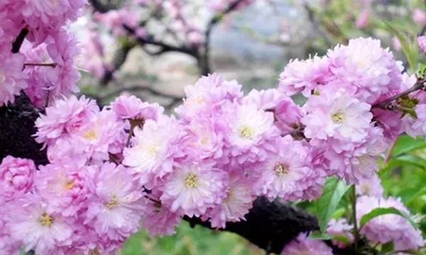 棠棣花的寓意是什么？如何理解棠棣花的象征意义？