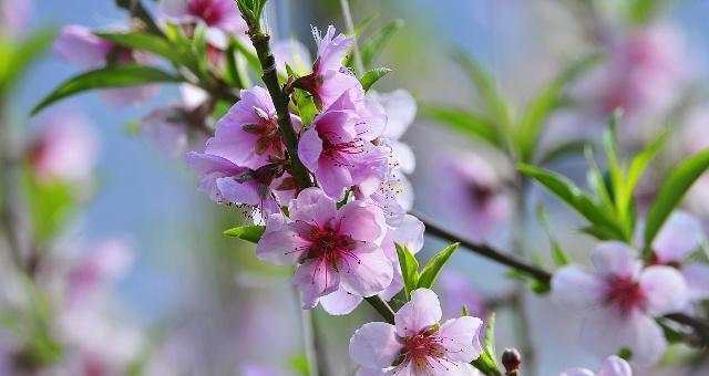 桃花的花语是什么意思？如何解读桃花的象征意义？