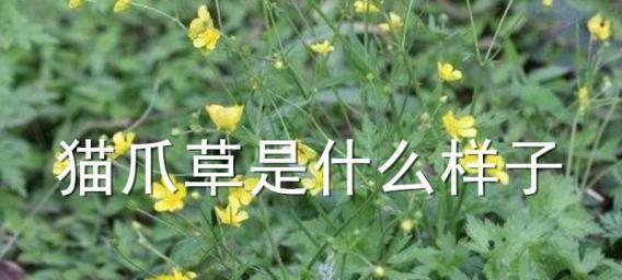 猫爪草哪里产的最好？选购高品质猫爪草的秘诀是什么？