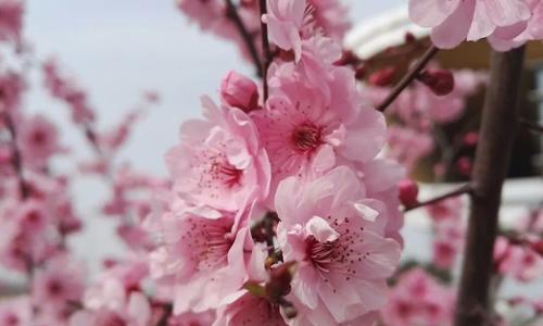 桃花花语是什么？如何解读桃花的象征意义？
